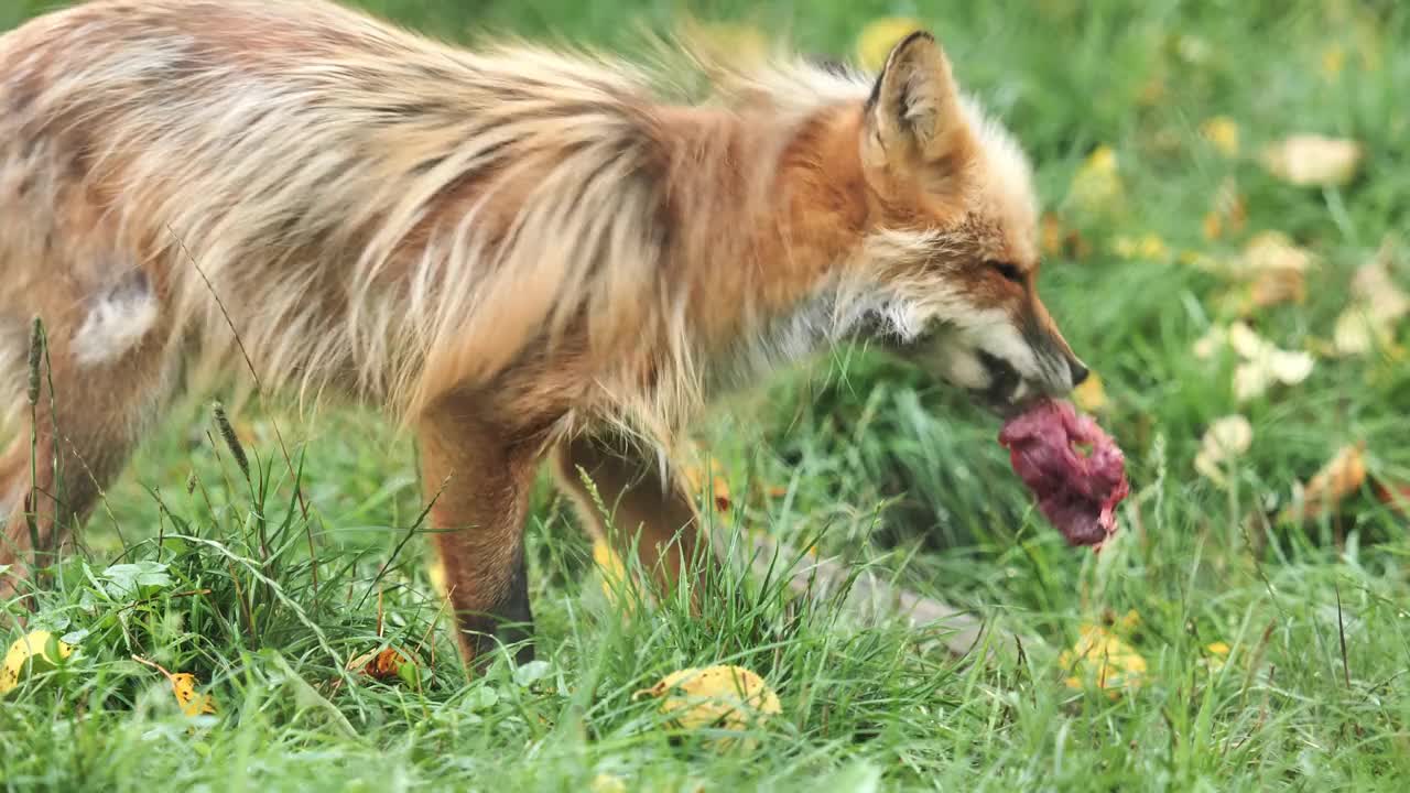 狐狸，红狐视频素材