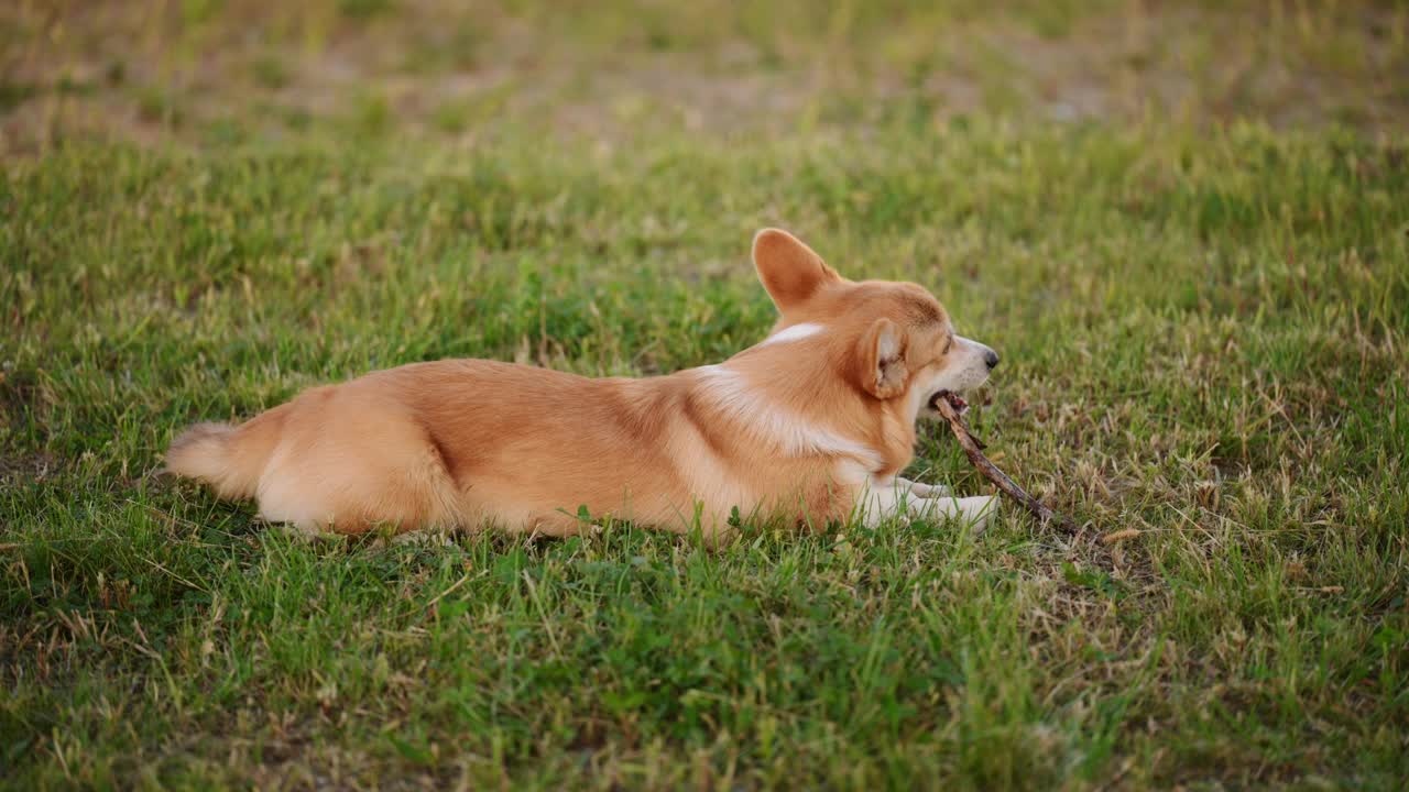 威尔士彭布罗克柯基犬在散步时发现了一根棍子，它躺在草地上，高兴地嚼着它。宠物的概念，伤害的危险，狗的健康，狗的压力视频素材