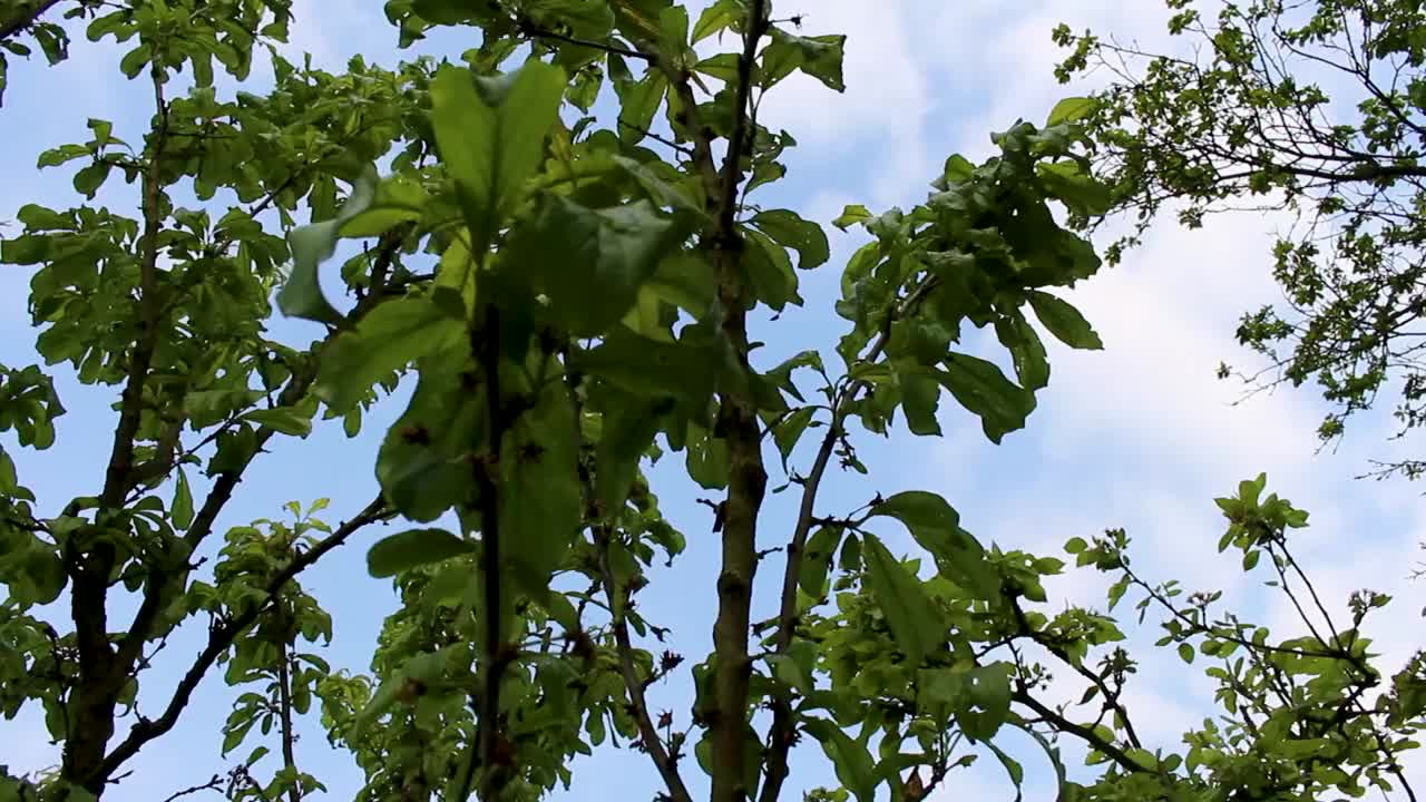 在德国，树梢、树枝和植物以蓝天为背景。视频素材