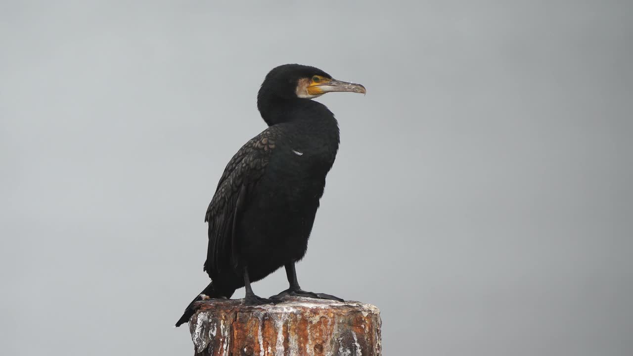 一只大鸬鹚(Phalacrocorax carbo)，被称为黑毛或卡瓦乌拍打着翅膀视频素材