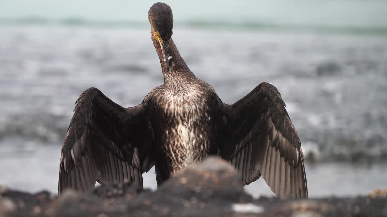 一种大鸬鹚(Phalacrocorax carbo)，被称为黑毛或卡瓦乌抛光其羽毛视频素材