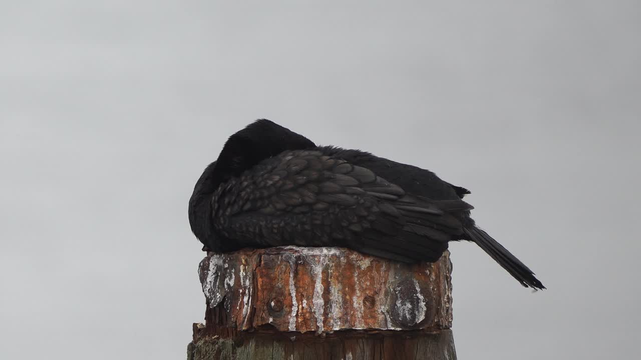 一只大鸬鹚(Phalacrocorax carbo)，被称为黑毛或卡瓦乌坐在杆子上视频素材