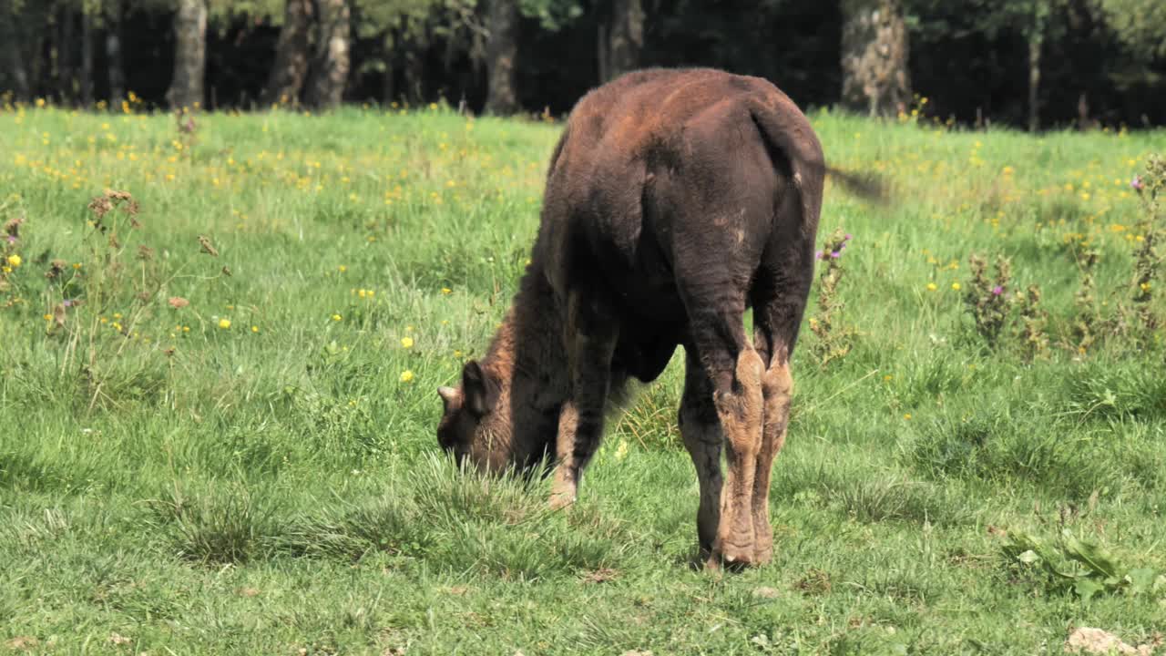 野牛视频下载