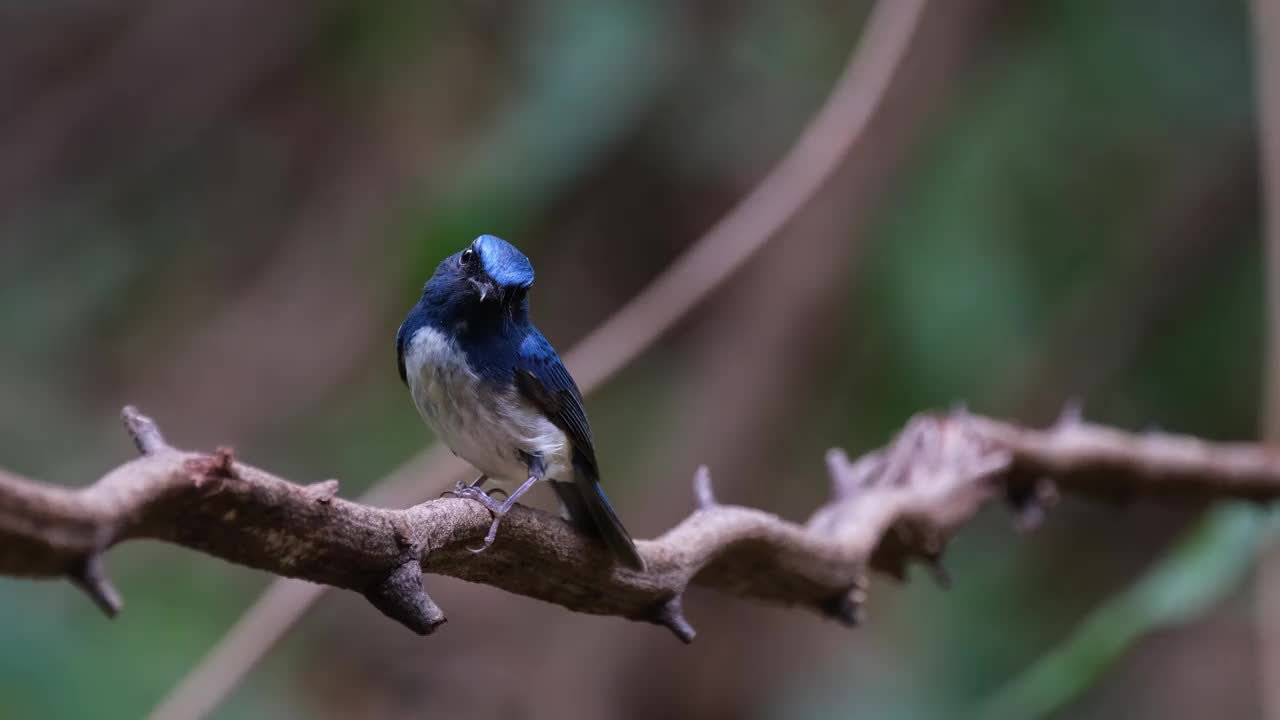 镜头放大时，它看向相机倾斜它的头，海南蓝捕蝇Cyornis hainanus，泰国视频素材