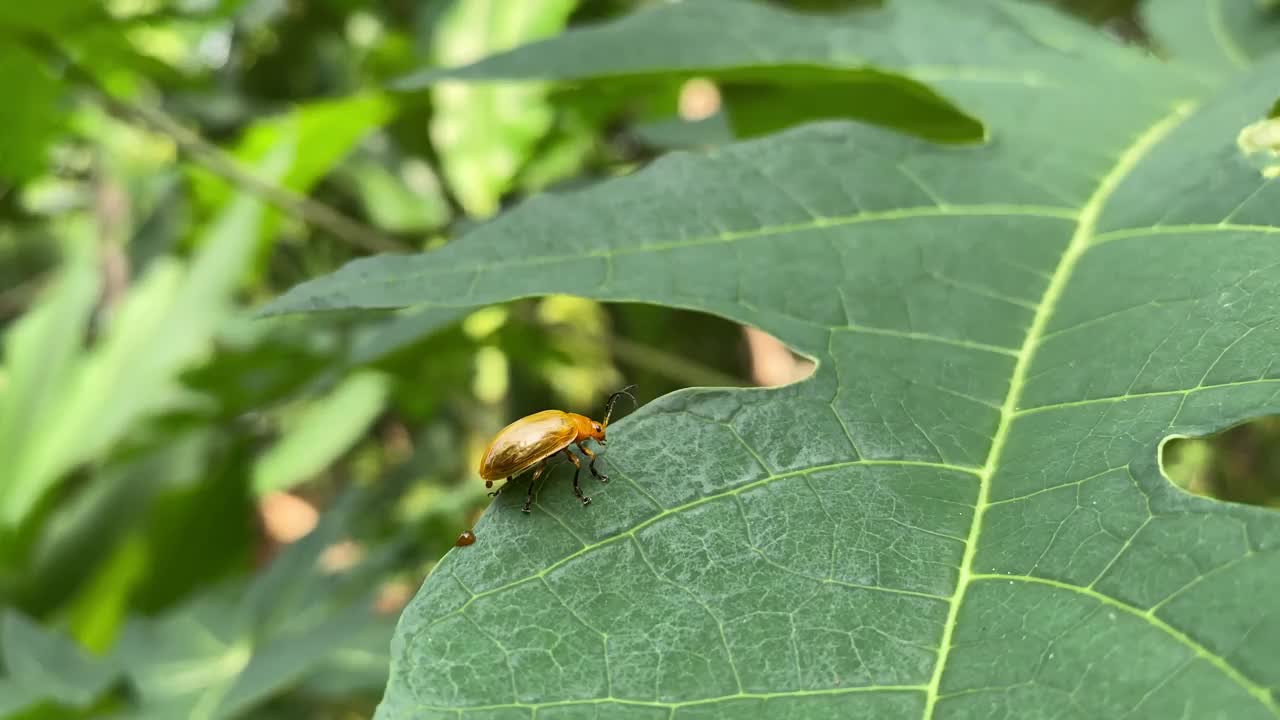 一种叶甲虫。南瓜甲虫。葫芦甲虫。Oteng-oteng，植物害虫视频素材