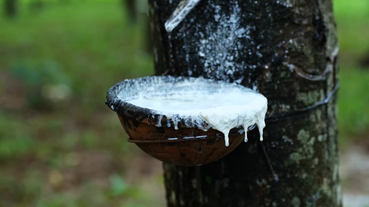 把橡胶树上的乳胶滴到碗里，靠近点。视频下载