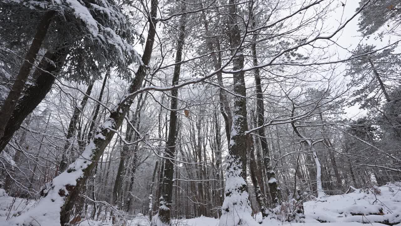 冬天，宁静的森林里被雪覆盖的树木，阳光透过来视频素材