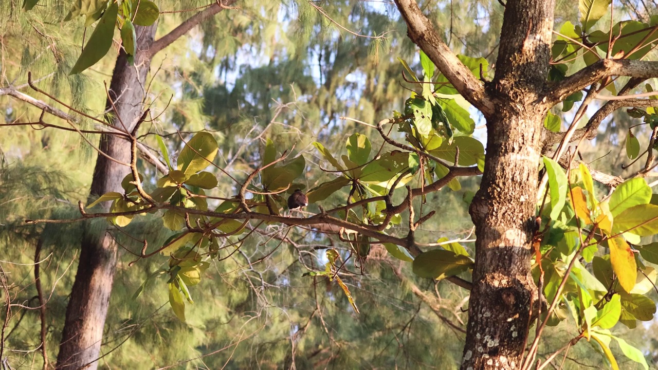 森林的季节变化视频素材