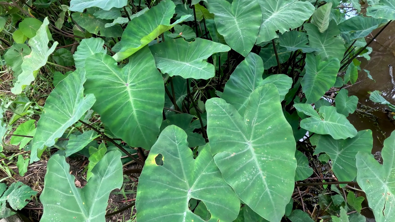 热带植物随时间的生长视频素材