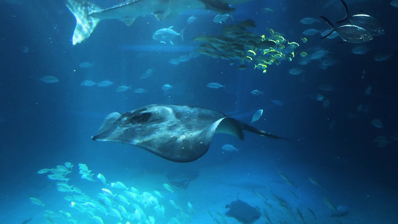 黄貂鱼在水族馆里滑翔视频素材