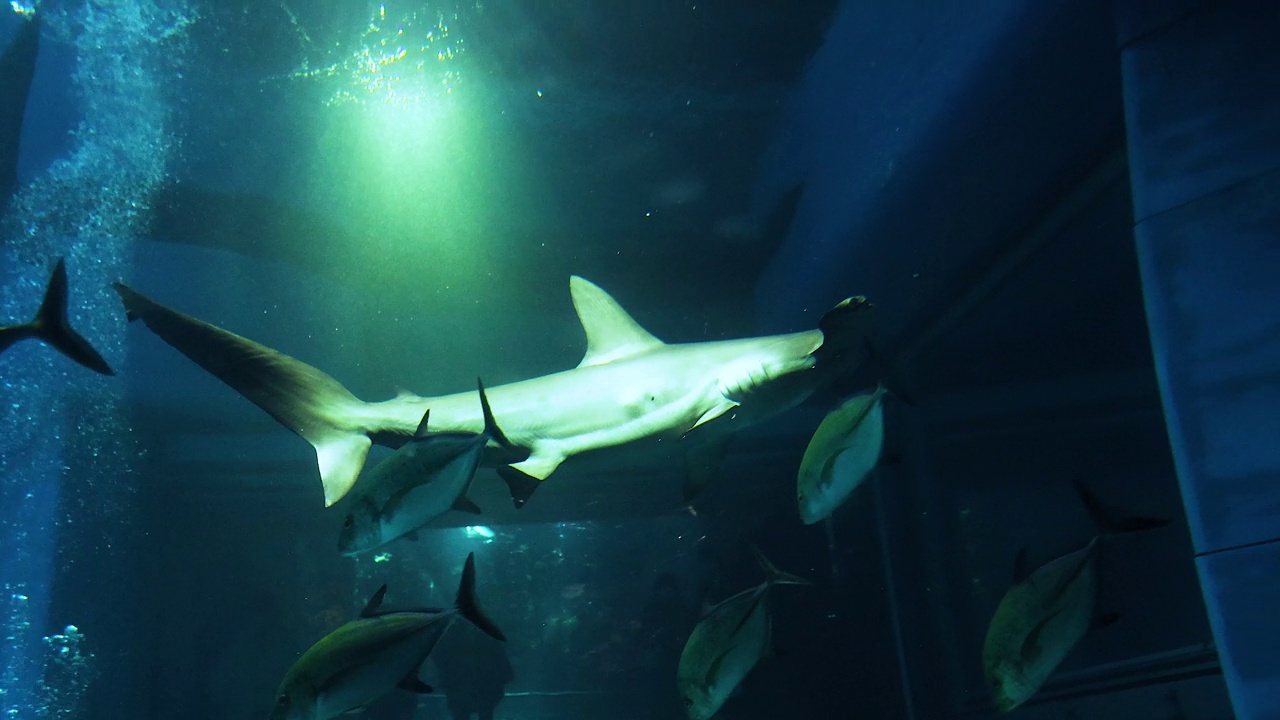 双髻鲨在水族馆游泳视频素材