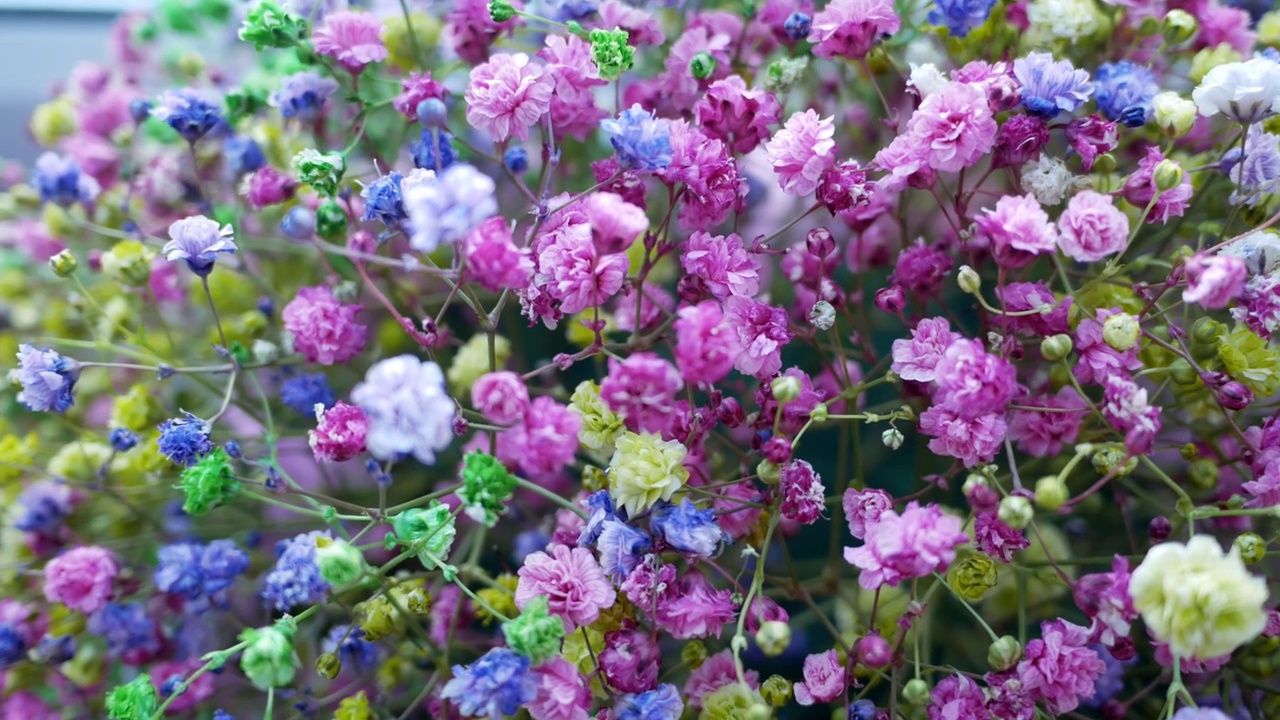 背景花的多色和彩虹的gypsophila。花束营造气氛。选择性对焦，微距，特写，浅景深，小花视频素材