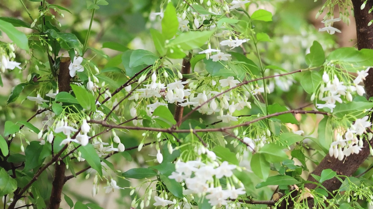 茉莉花在微风中盛开视频素材