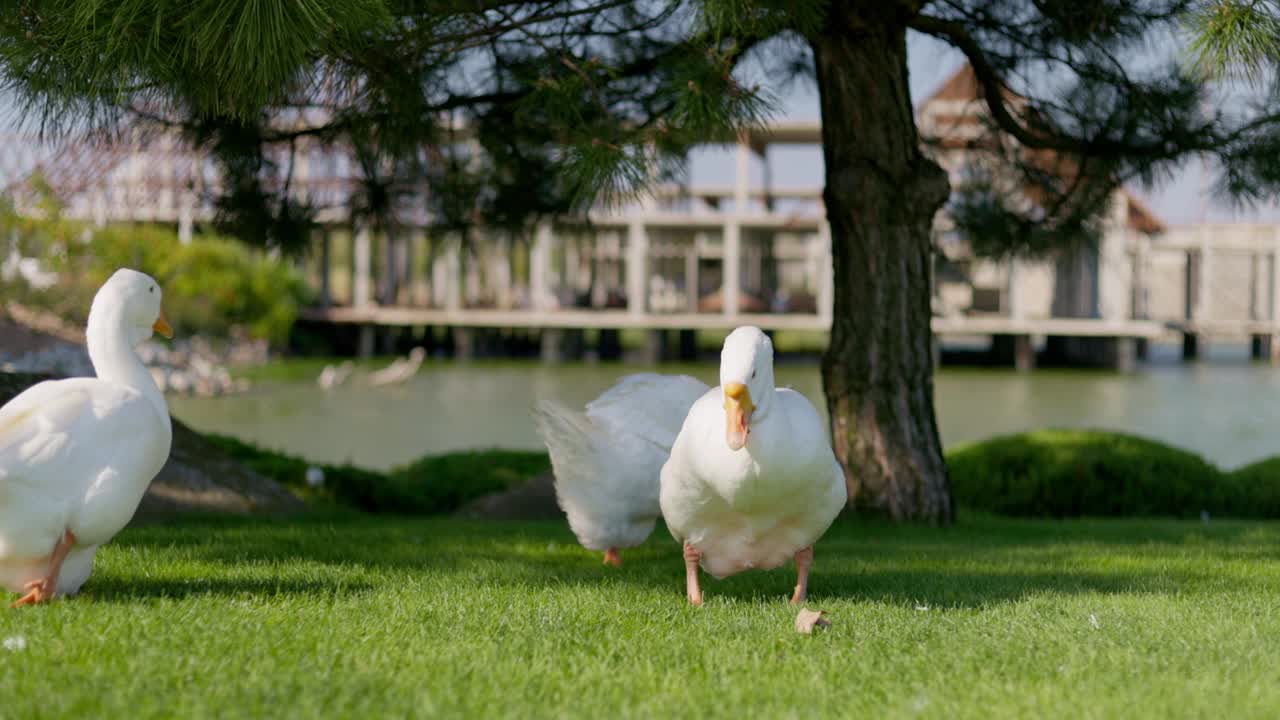 湖畔公园的白鹅视频素材