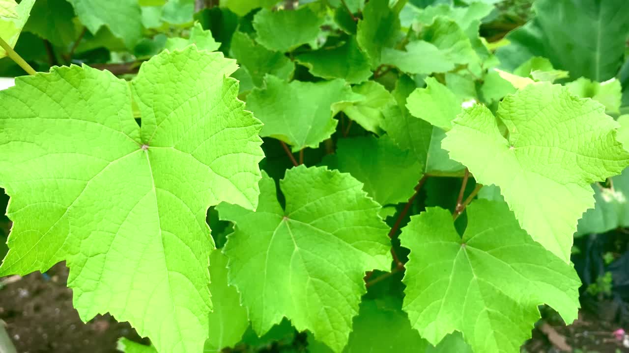 花园里的绿葡萄叶视频下载