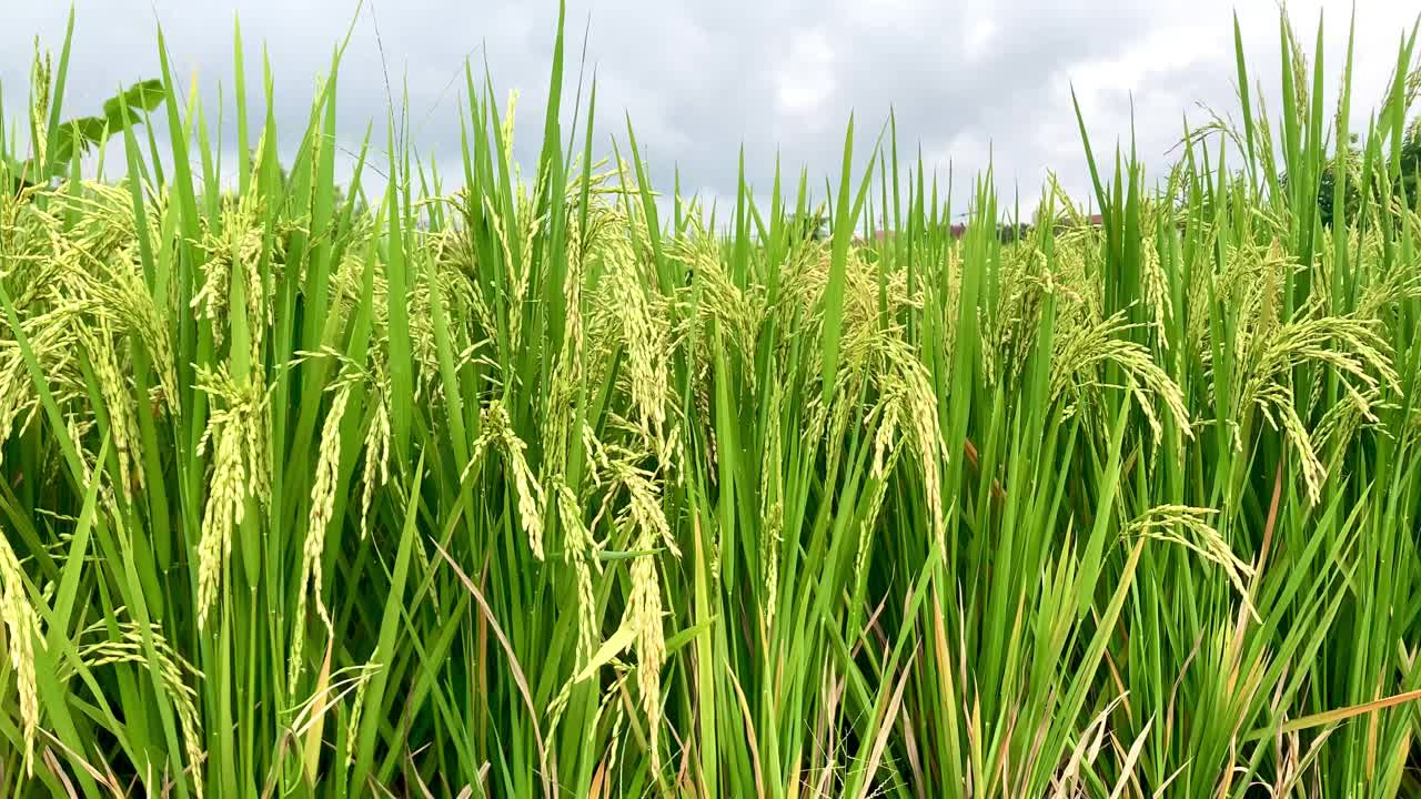 农田里绿色水稻植物的低角度视图视频下载