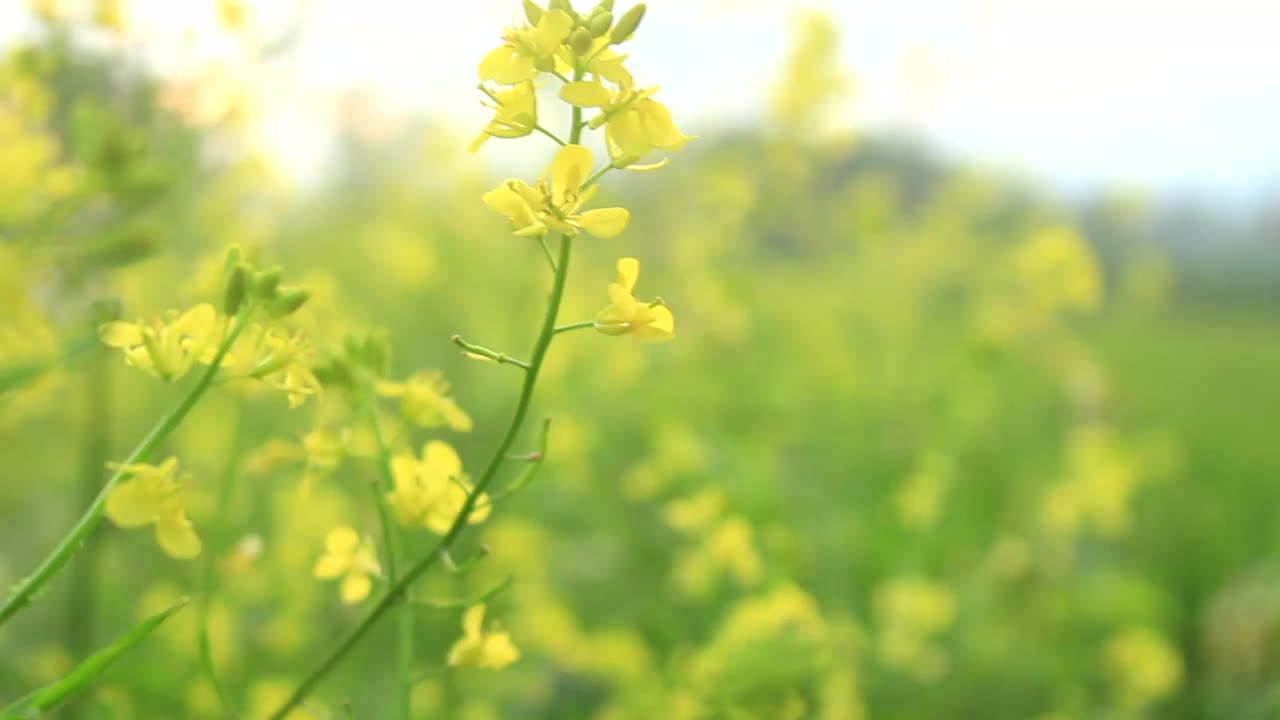 油菜中风视频素材