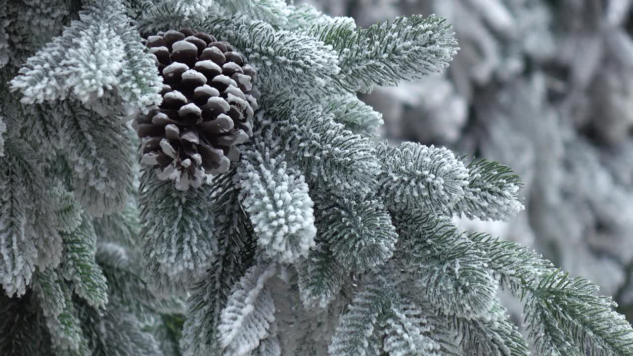 一棵被雪覆盖的冷杉树。视频下载