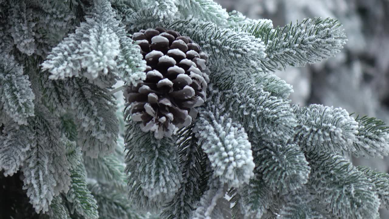 一棵被雪覆盖的冷杉树。视频下载