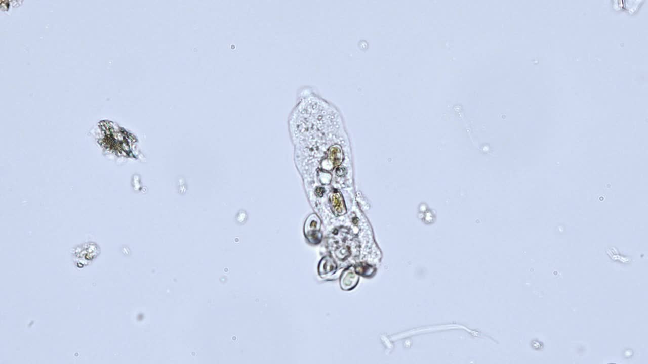 变形虫(单细胞变形虫)在显微镜下的运动-光学显微镜放大x400倍视频素材