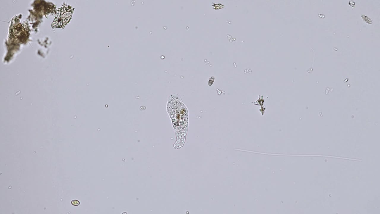 变形虫(单细胞变形虫)在显微镜下的运动-光学显微镜x200倍放大视频素材