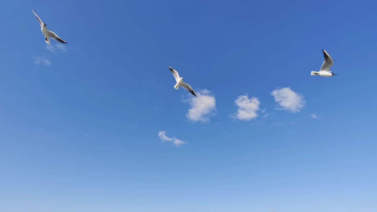 海鸥在晴朗多云的天空翱翔视频素材