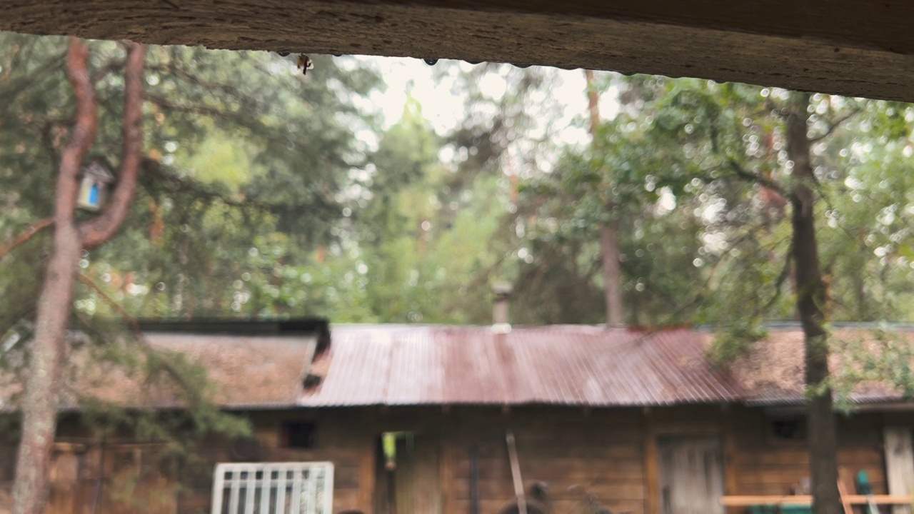 雨在森林花园里视频素材