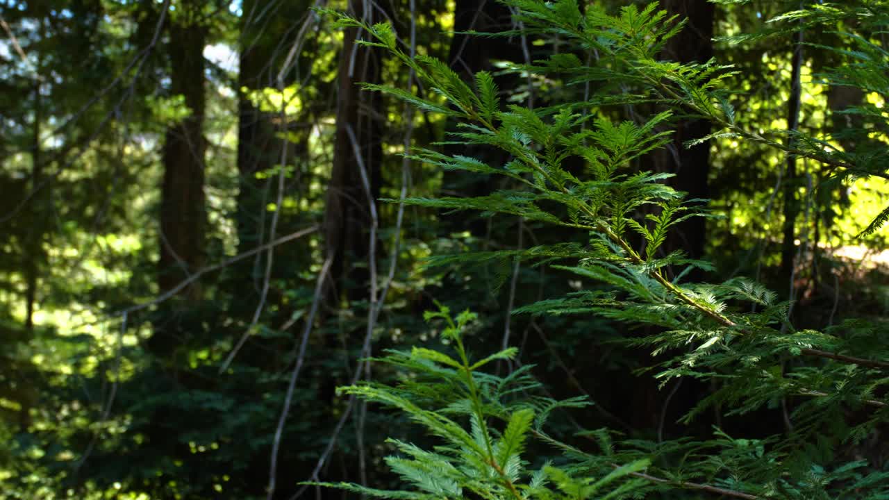 松树枝视频下载