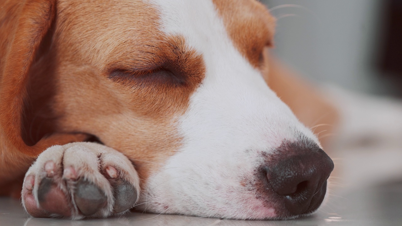 一只可爱的小猎犬小狗睡在房子的地板上。爱狗人士概念视频素材