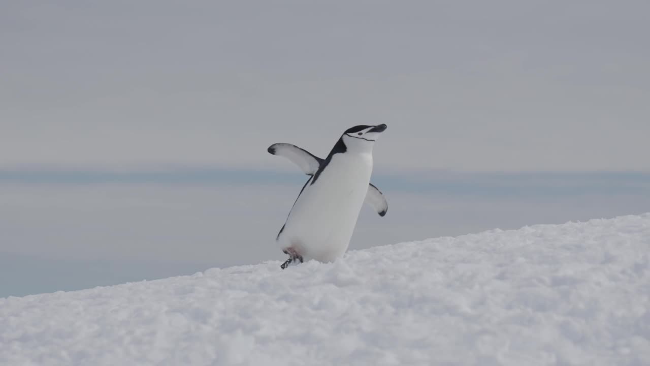 巴布亚企鹅在南极半岛的雪地上行走视频下载