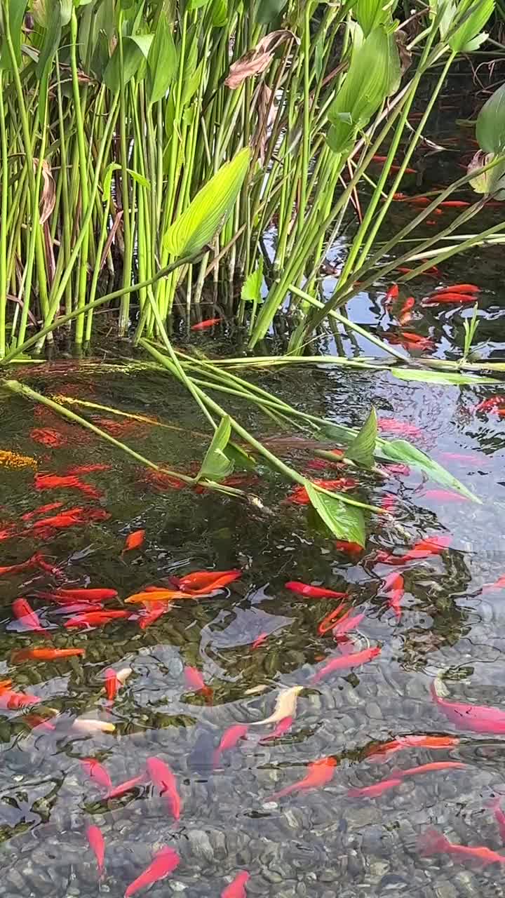 红色的鱼在花园池塘与植物视频下载