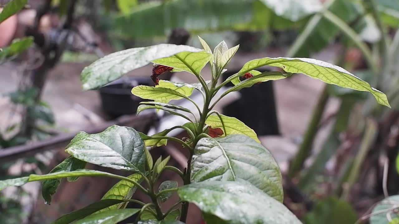 牛油果种植在有风的花园里，有自然的阳光视频下载