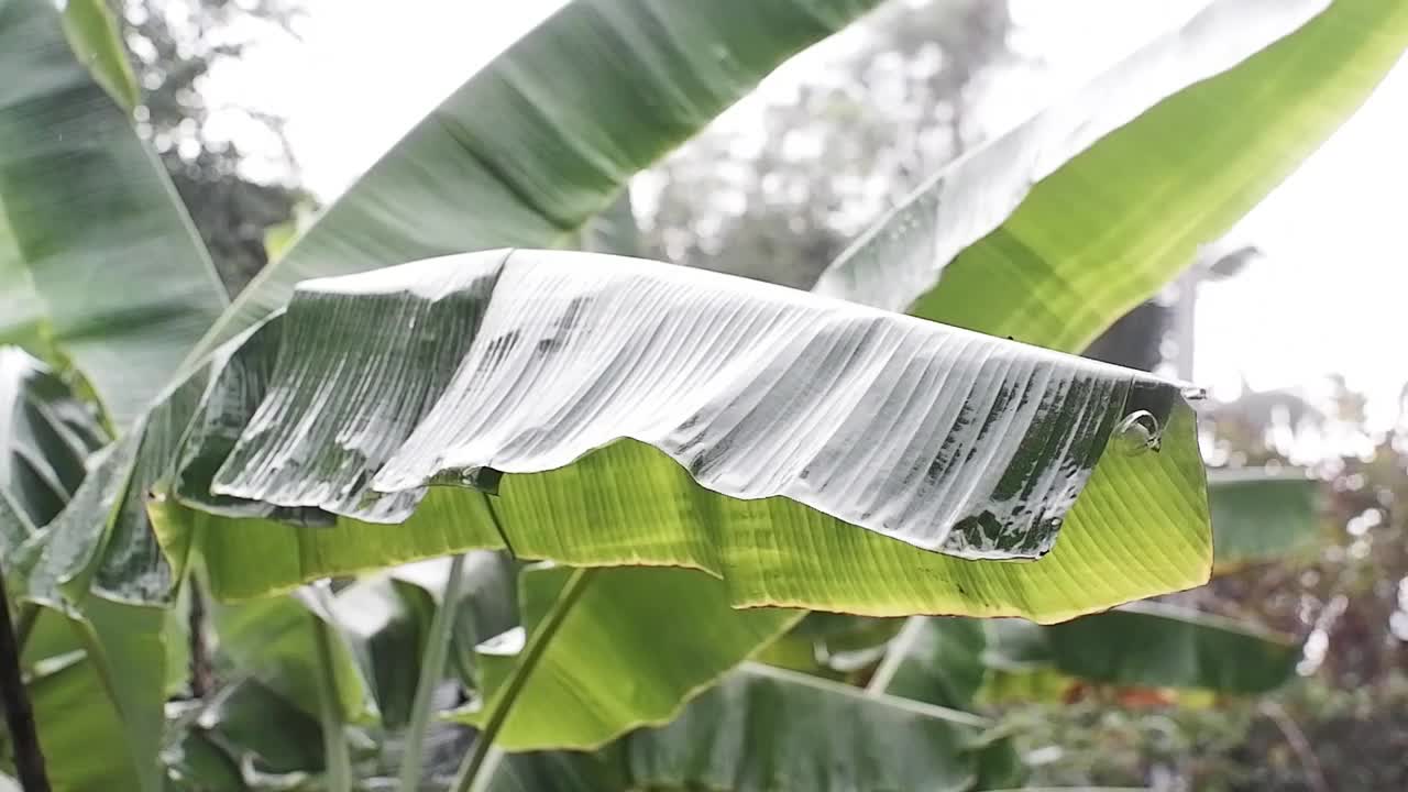 雨后芭蕉叶上的露珠视频下载