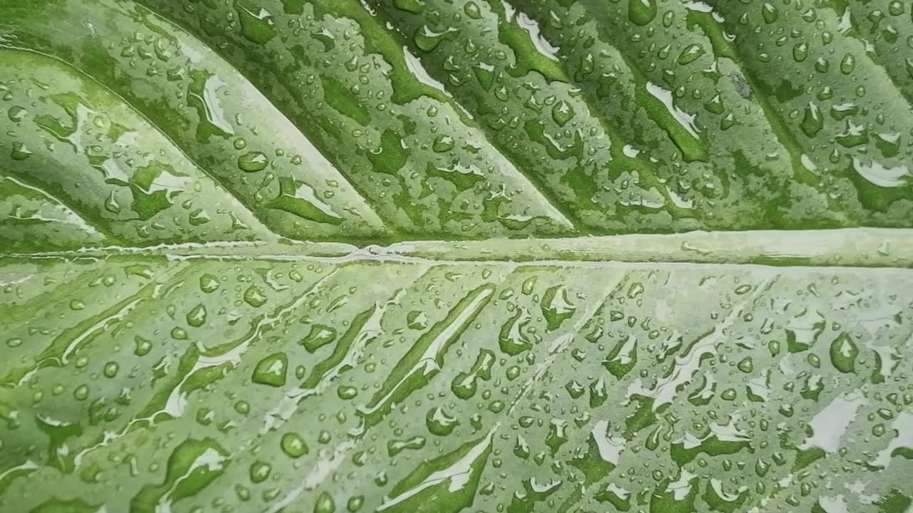 雨后花园的绿叶上滴落着新鲜的露珠视频下载