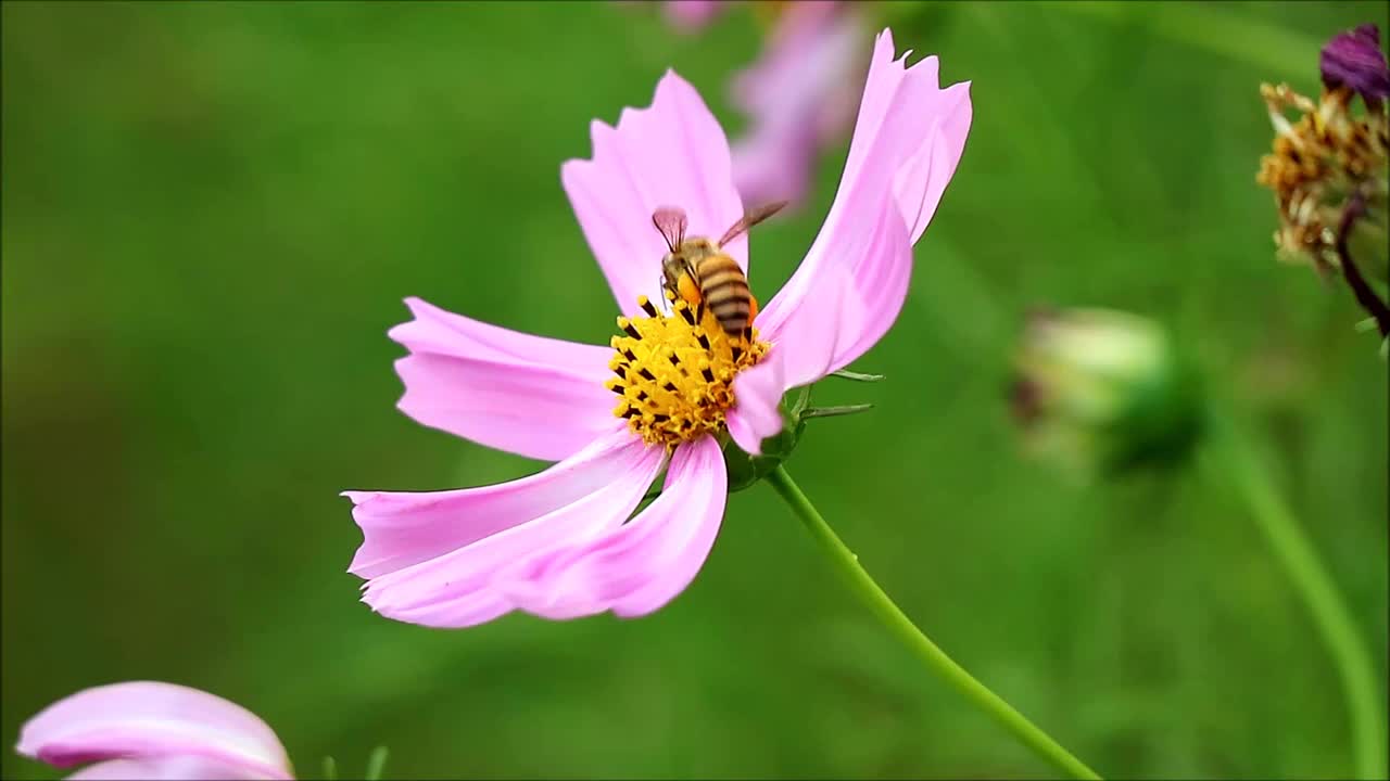 一个小蜜蜂的特写享受收集花蜜在一个盛开的粉红色宇宙视频素材