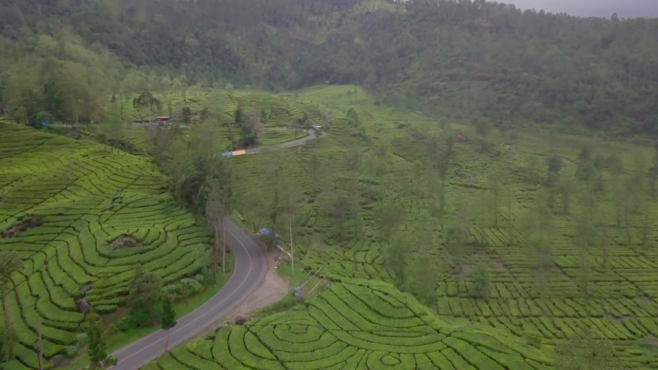 鸟瞰茶园视频下载