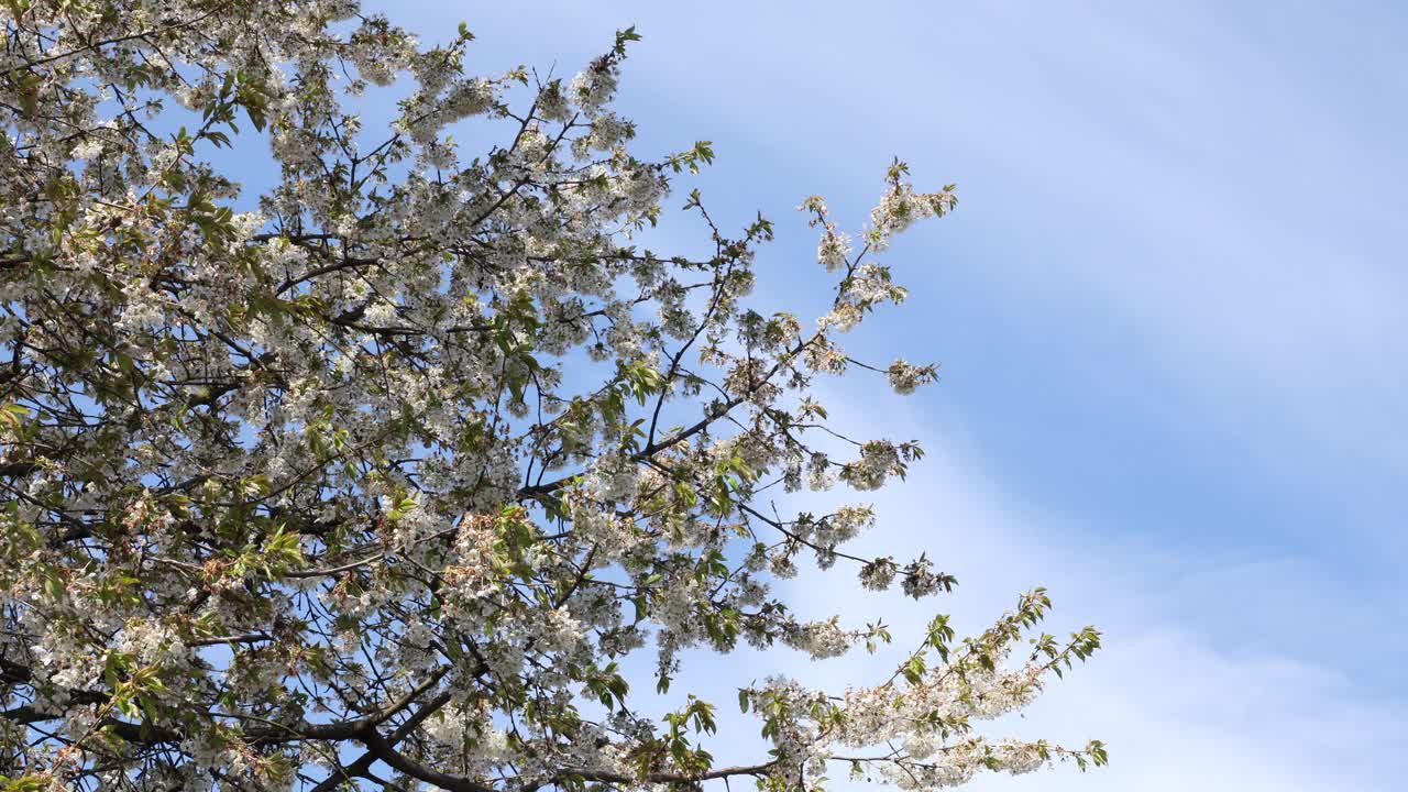 在风中盛开的樱桃树枝视频下载