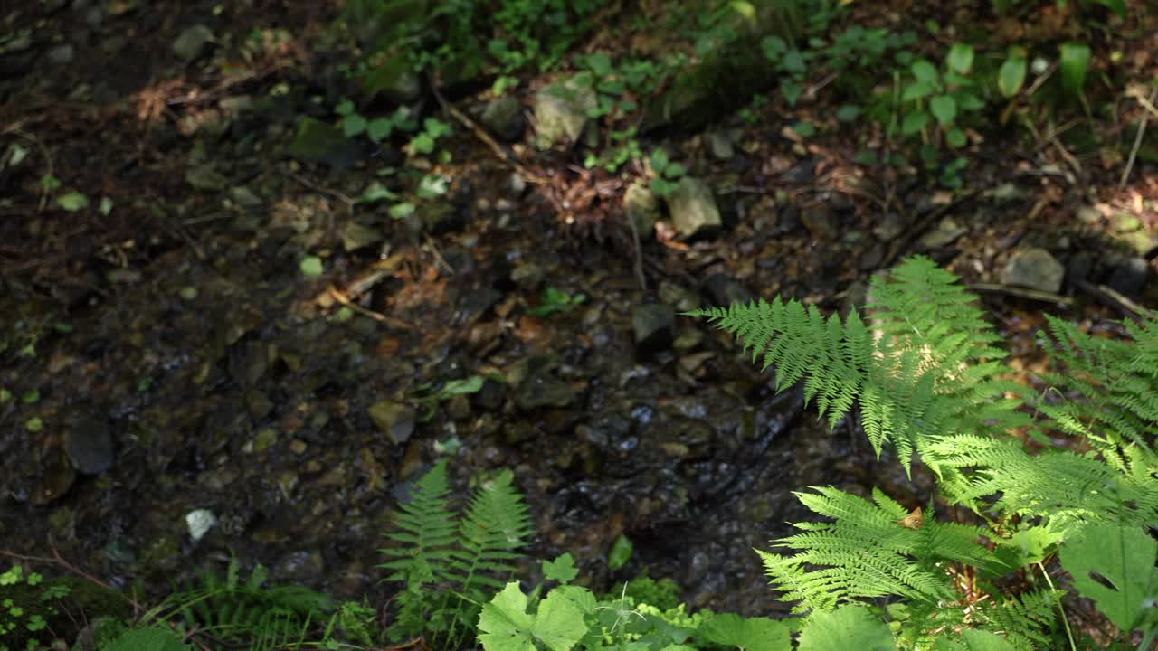 森林溪流旁的绿色蕨类植物视频下载