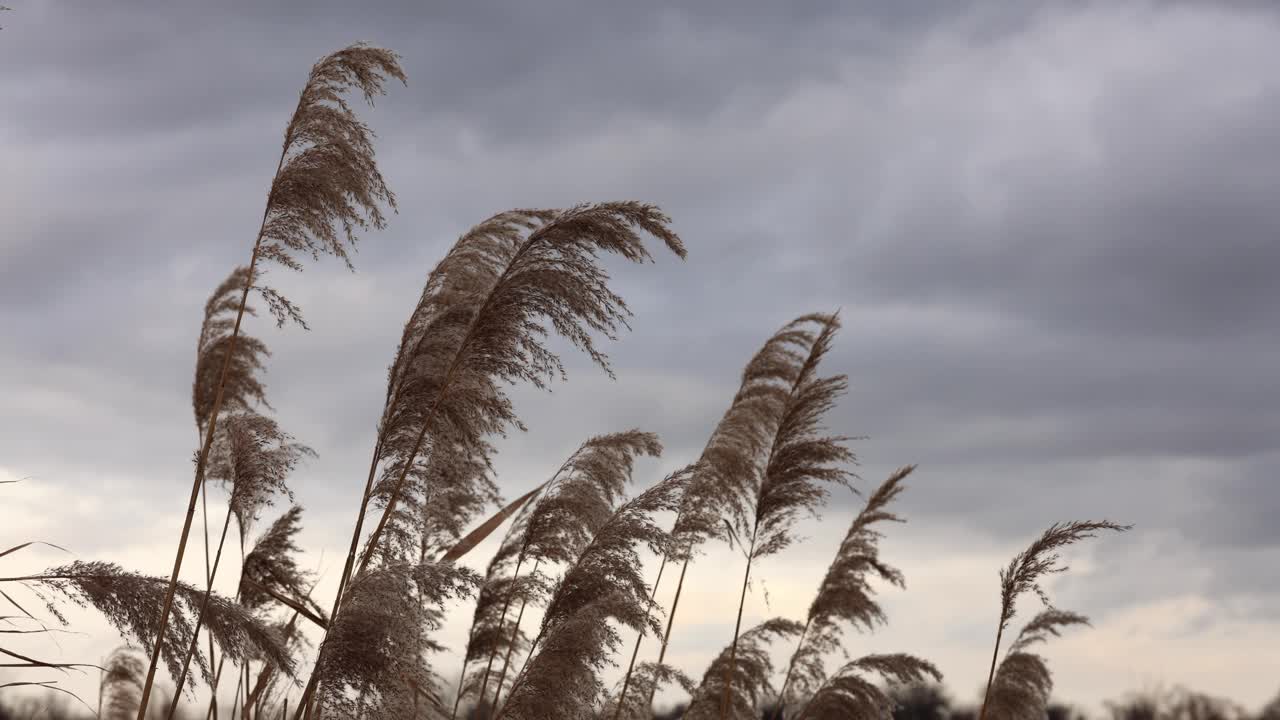 芦苇草在风在湖视频下载