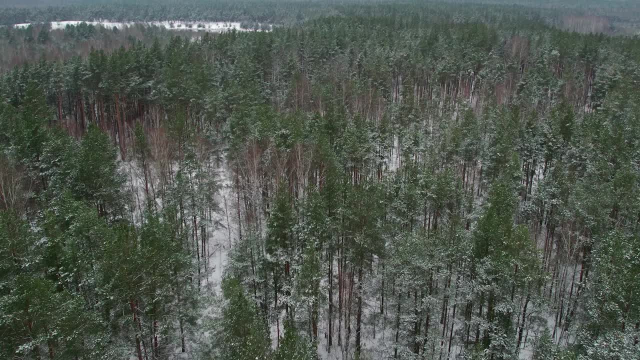 冬季雪林中的细长松树。鸟瞰图视频下载