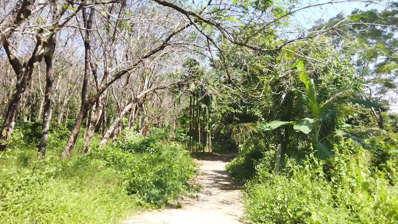 沿着橡胶树种植园间狭窄的小路行驶视频素材