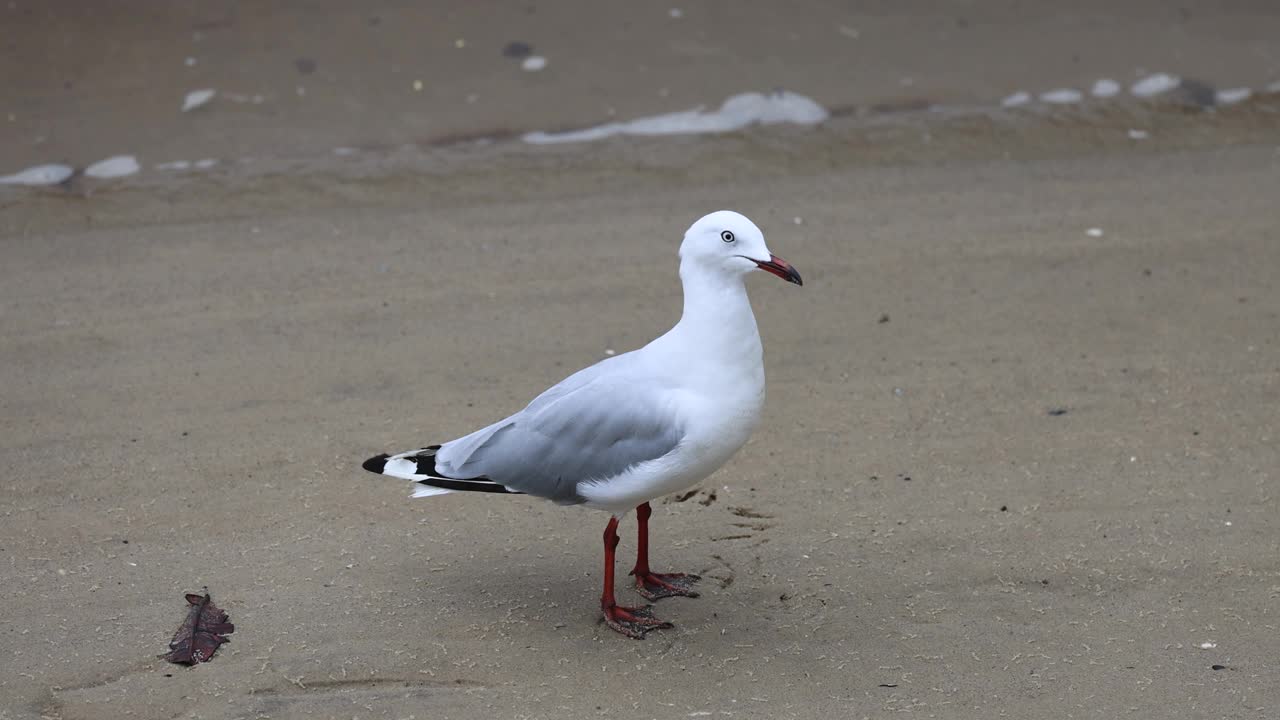 海鸥沿着海滩漫步视频素材