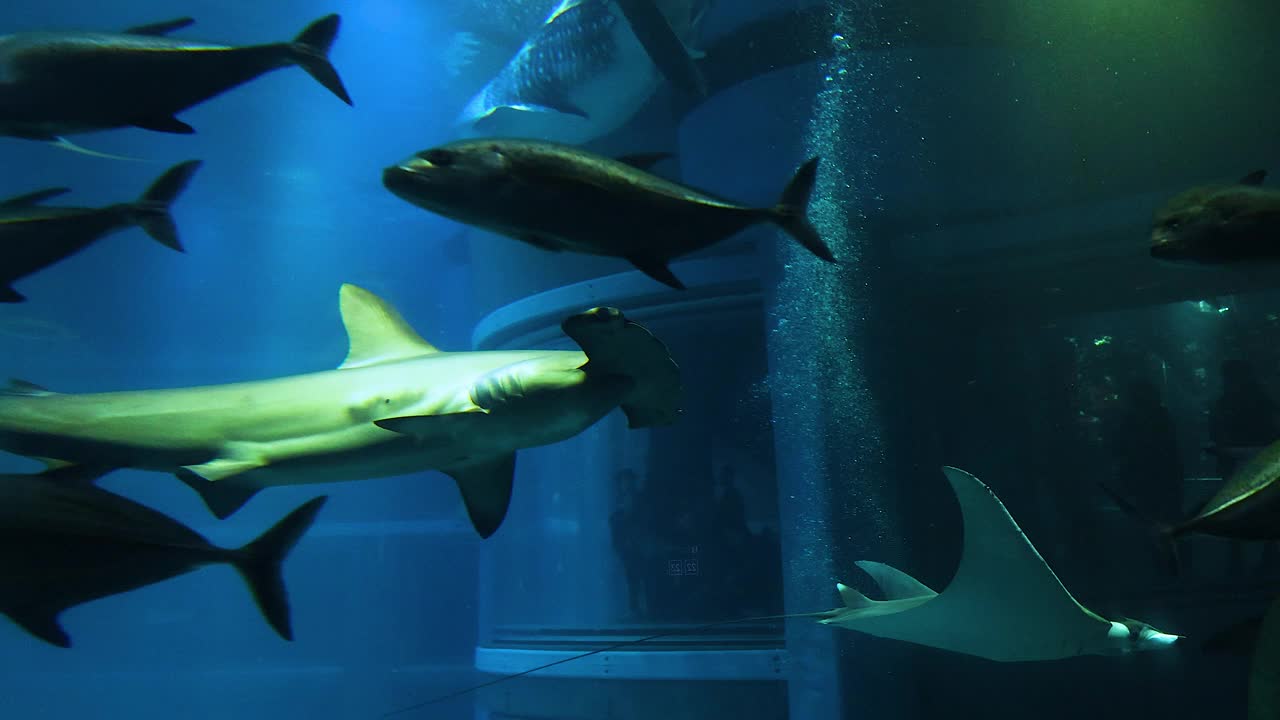 双髻鲨在水族馆里游泳视频素材