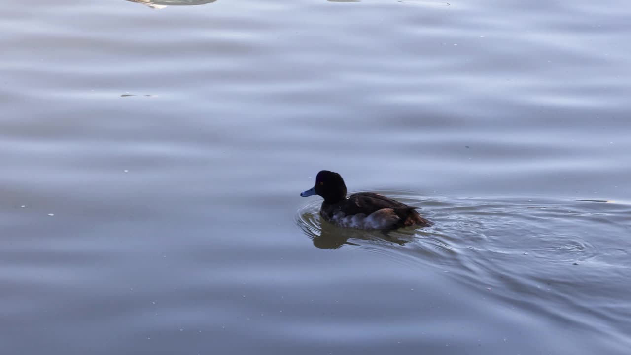 Duck Swimming Across Calm Waters视频素材