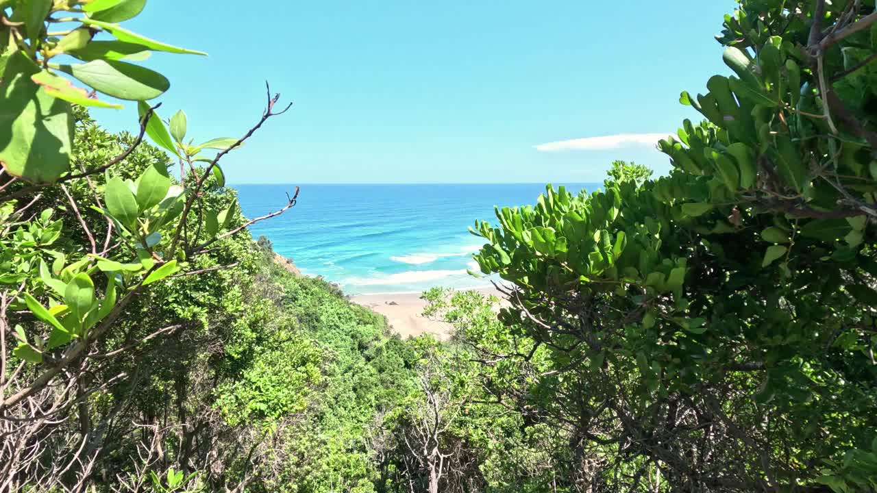 风景秀丽的海滩景观透过树叶视频素材