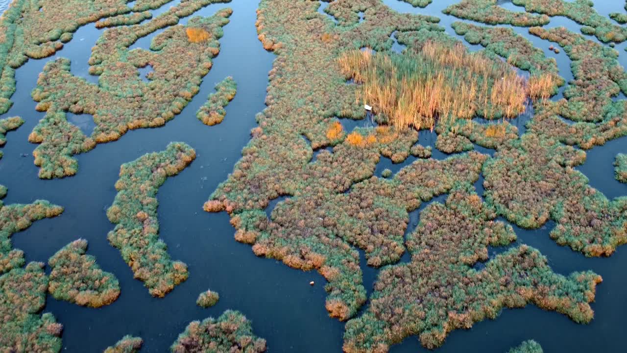 一大片水域周围的湿地和树木鸟瞰图视频素材