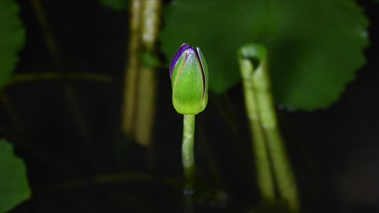 美丽的紫色睡莲在黑暗的背景上在早晨盛开视频素材