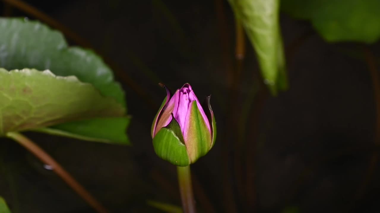 美丽的粉红色睡莲在黑暗的背景上在早晨盛开视频素材