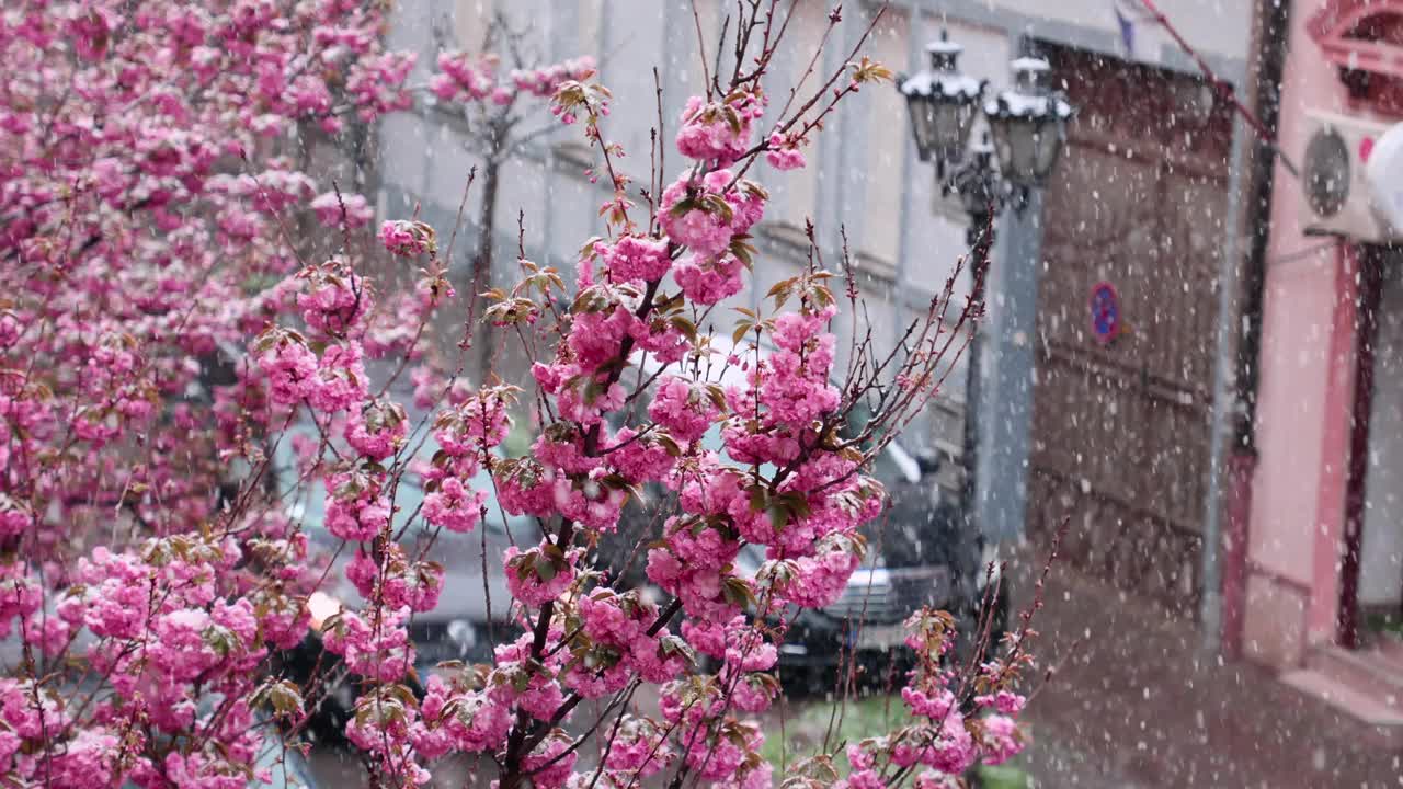 花见春天的季节。近距离拍摄覆盖雪的樱花树。下雪的天气。背景中过往的车辆。美丽的樱花。慢动作视频下载