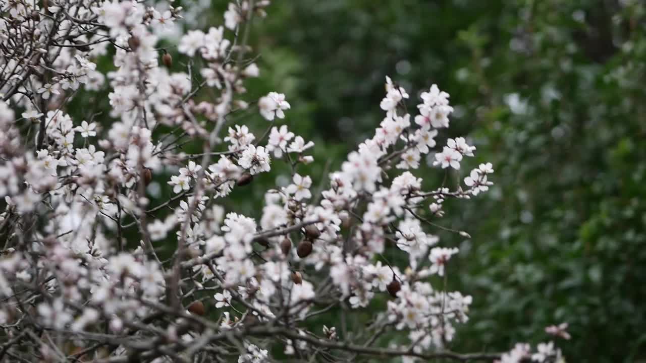 杏树上的花。盛开的杏仁。这棵树的树冠在强风和大雨中摇晃。扁桃属灌木或小乔木，源自杏仁亚属(扁桃属)。克罗地亚罗维尼——2024年2月23日视频素材